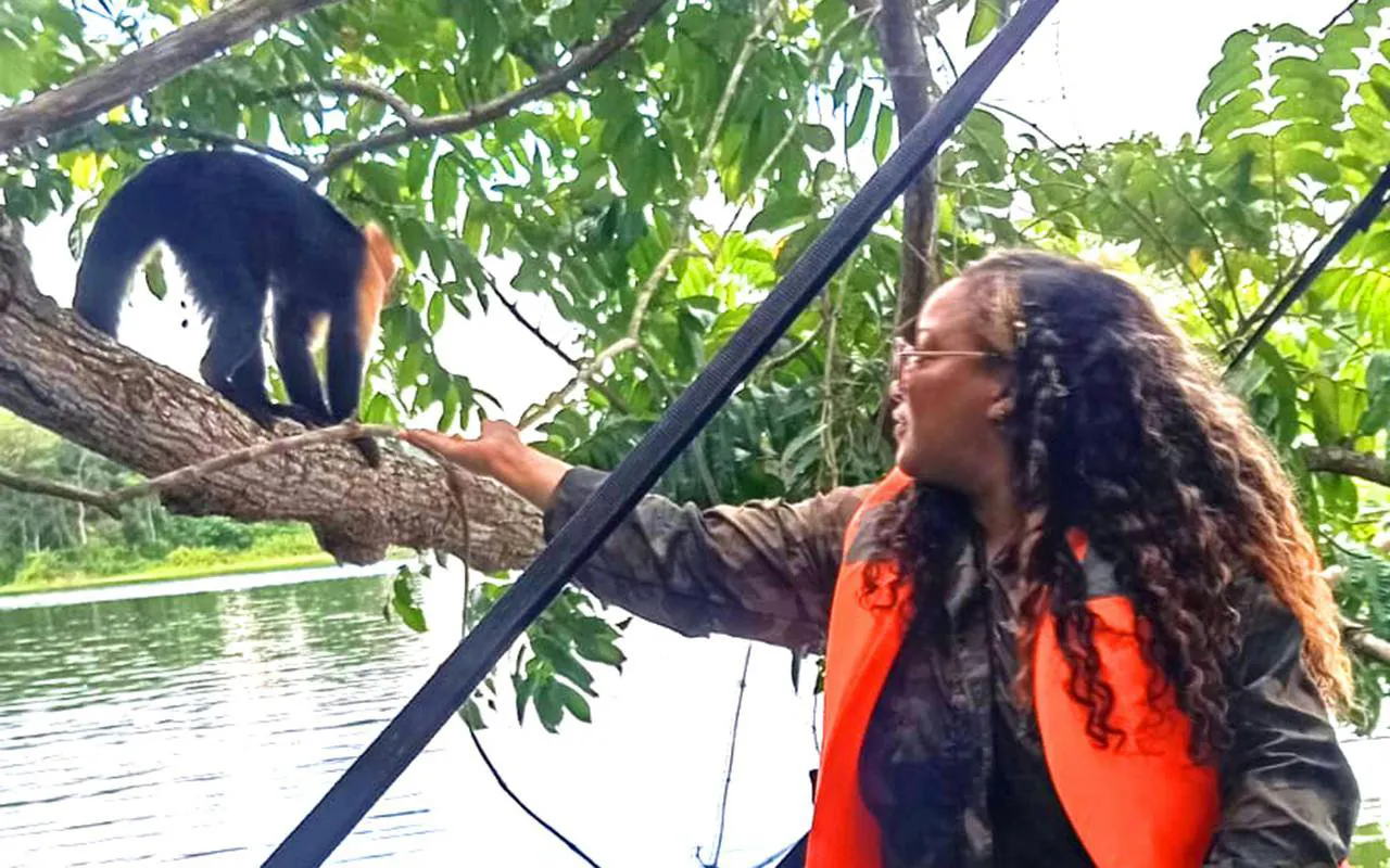 Person interacting with a black howler monkey on a tree branch by a river.