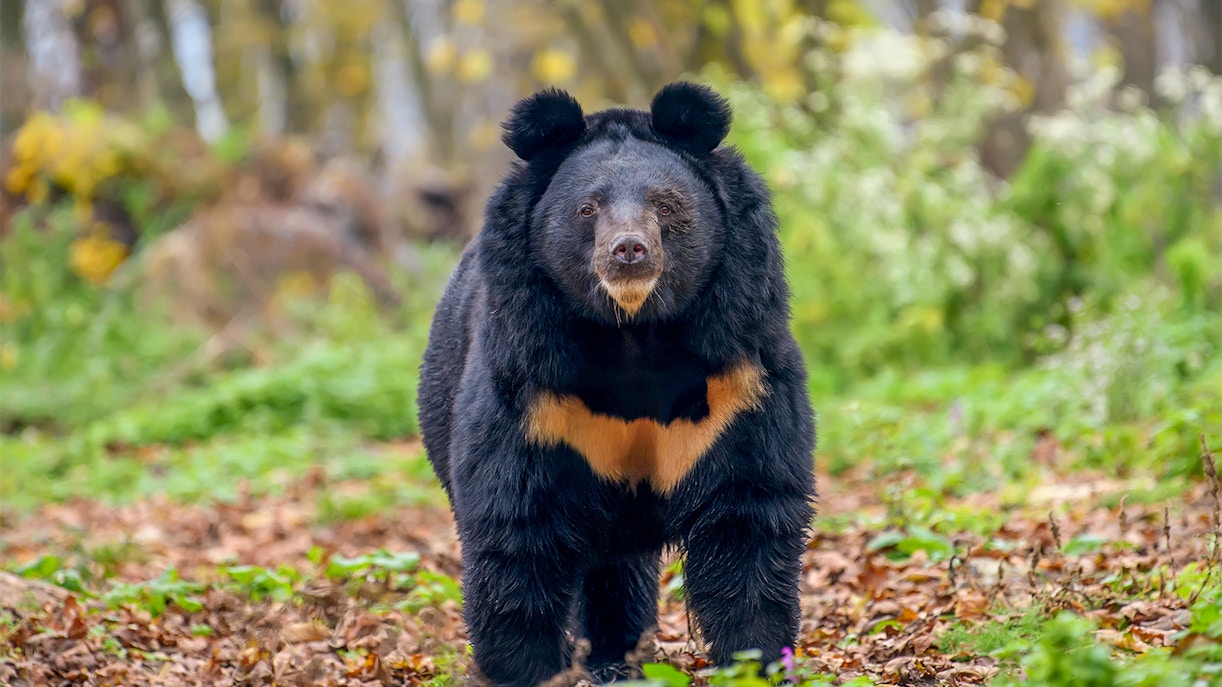 moon bear dubai safari park