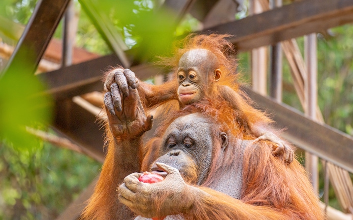 Orangutan with baby at Bioparc Fuengirola holding fruit.
