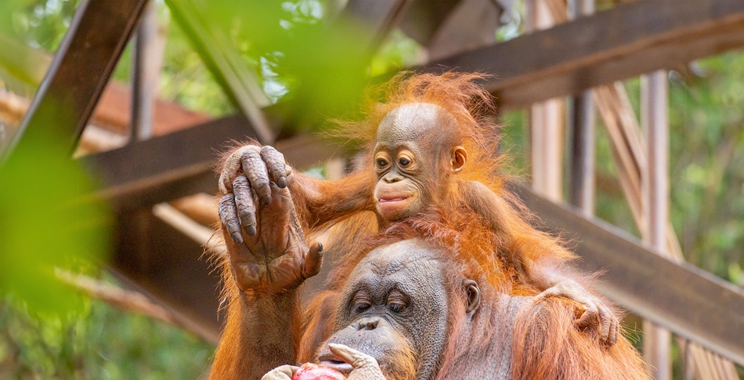 Bioparc Fuengirola Selwo Marina combo