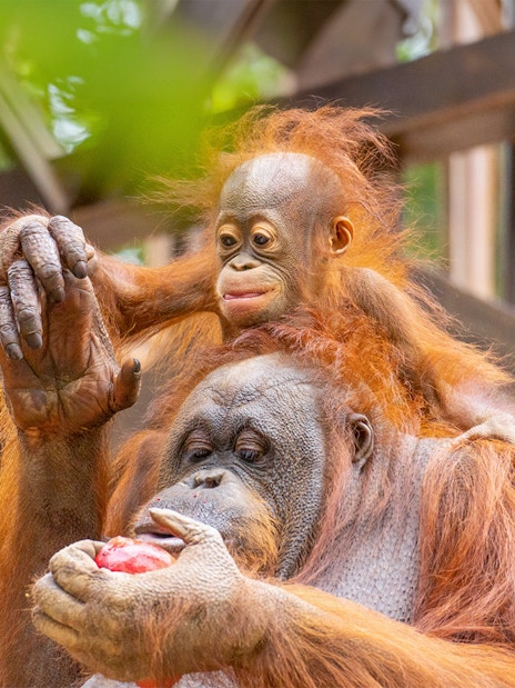 Orangutan with baby at Bioparc Fuengirola holding fruit.