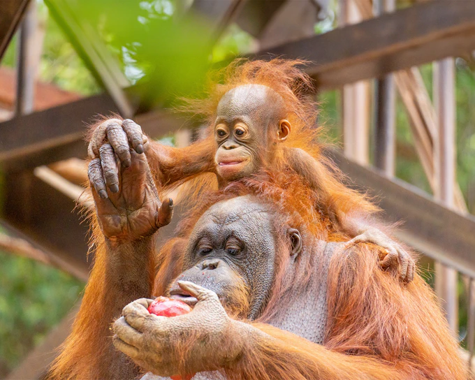 Bioparc Fuengirola Tickets
