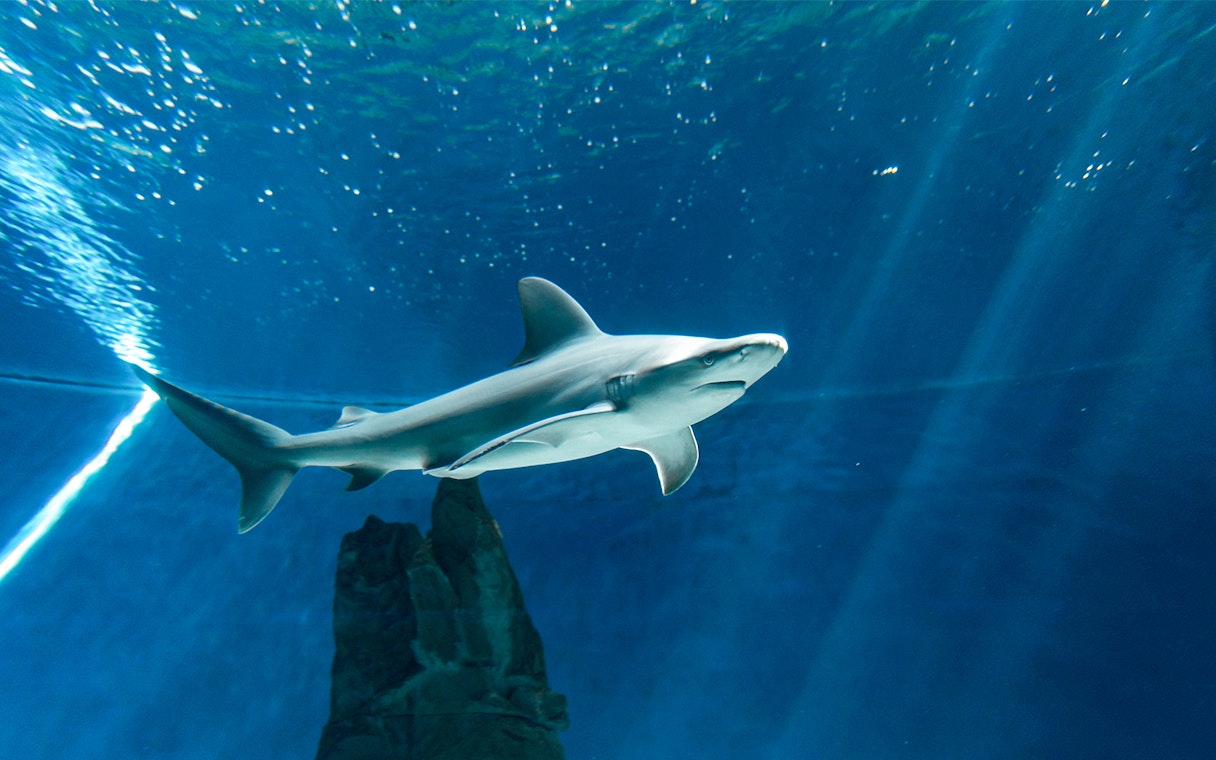 Shark swimming in aquarium tank, part of ticket and lunch tour experience.
