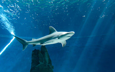 Shark swimming in aquarium tank, part of ticket and lunch tour experience.