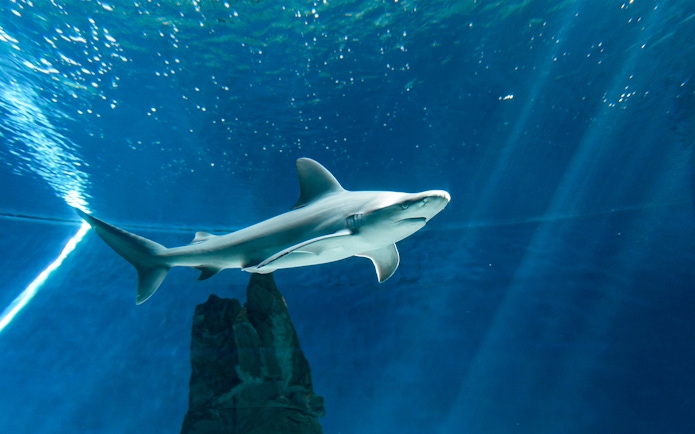 Shark swimming in aquarium tank, part of ticket and lunch tour experience.