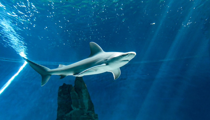 Shark Nursery at SEA LIFE Oberhausen