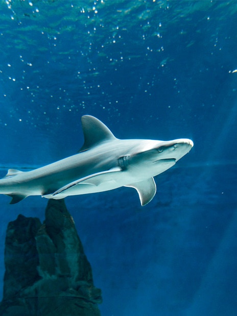Shark swimming in aquarium tank, part of ticket and lunch tour experience.