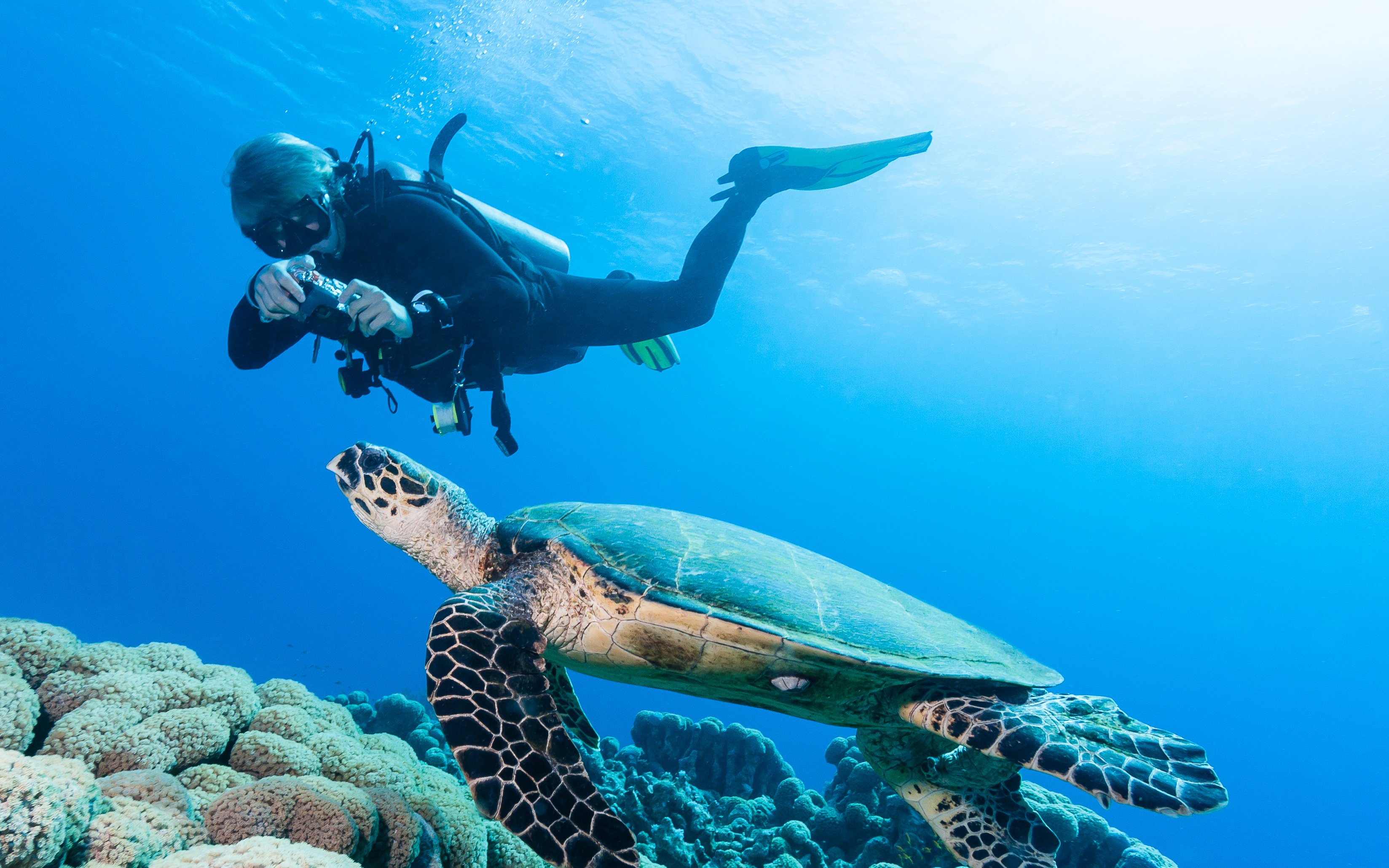 Scuba diver photographing turtle over coral reef in the Red Sea, Hurghada.