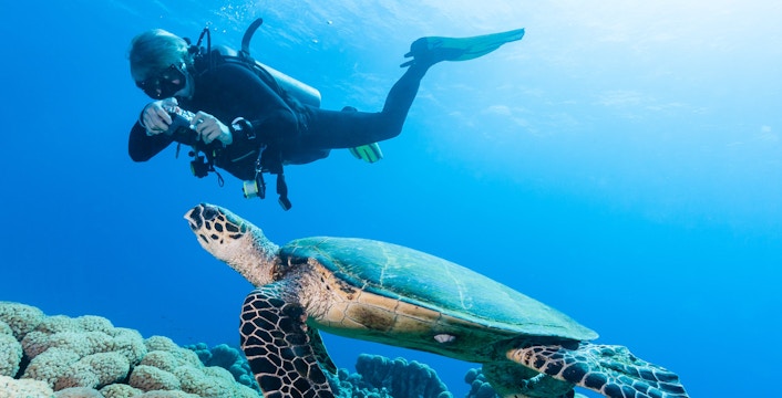 Scuba diver photographing turtle over coral reef in the Red Sea, Hurghada.
