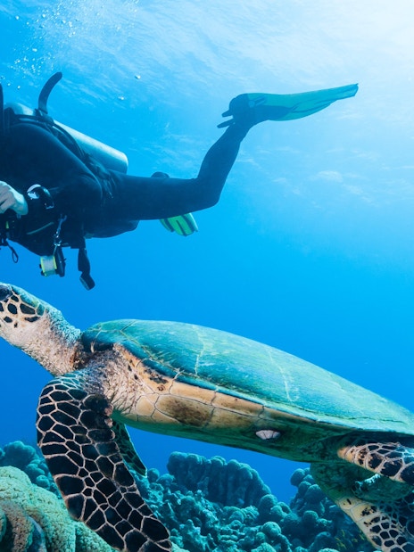 Scuba diver photographing turtle over coral reef in the Red Sea, Hurghada.