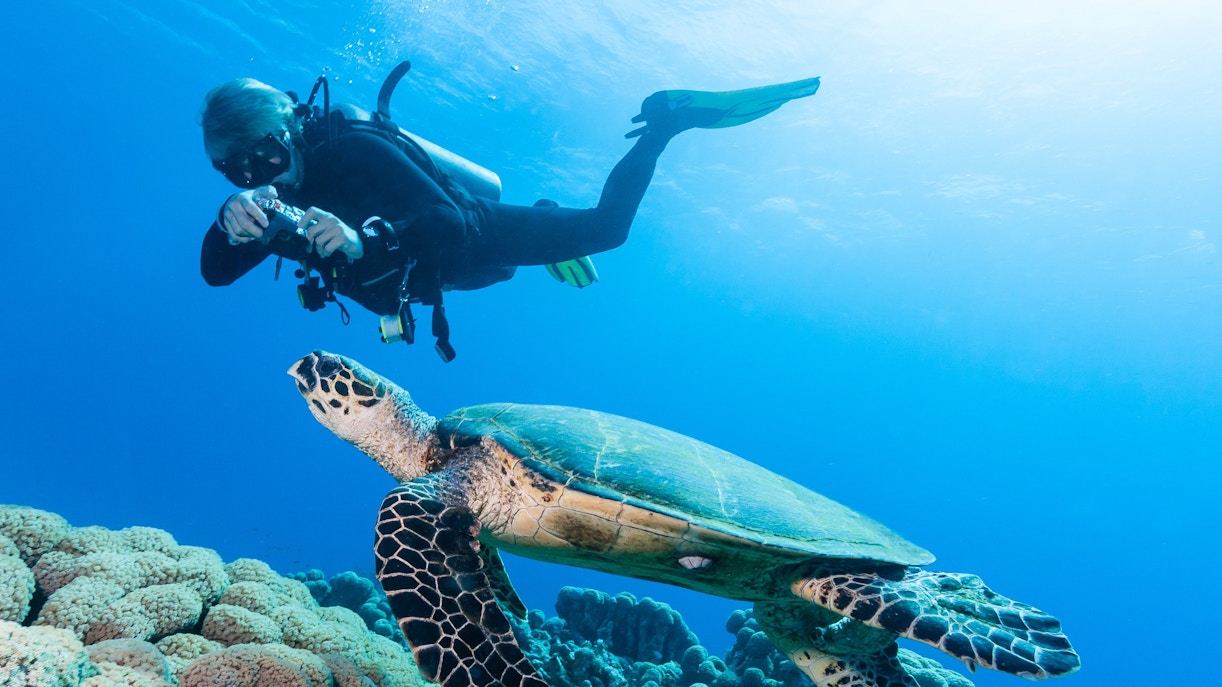 Scuba diver photographing turtle over coral reef in the Red Sea, Hurghada.