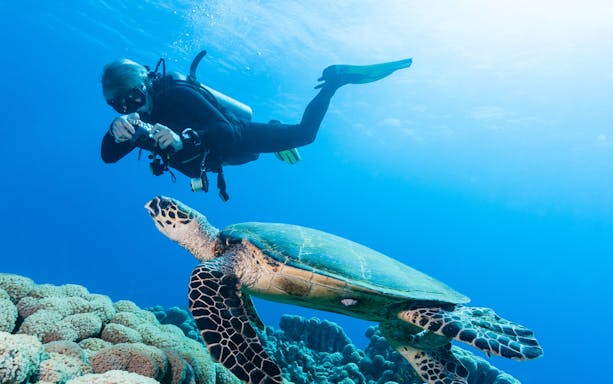 Scuba diver photographing turtle over coral reef in the Red Sea, Hurghada.