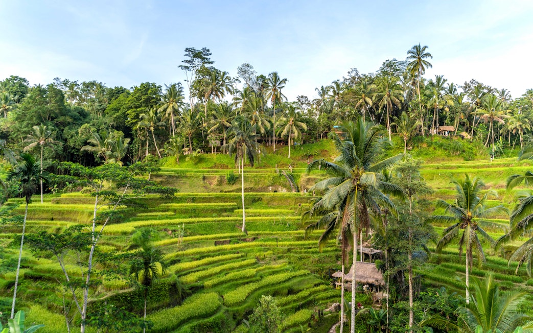 Tegallalang Rice Terraces in Bali with lush green fields and palm trees.