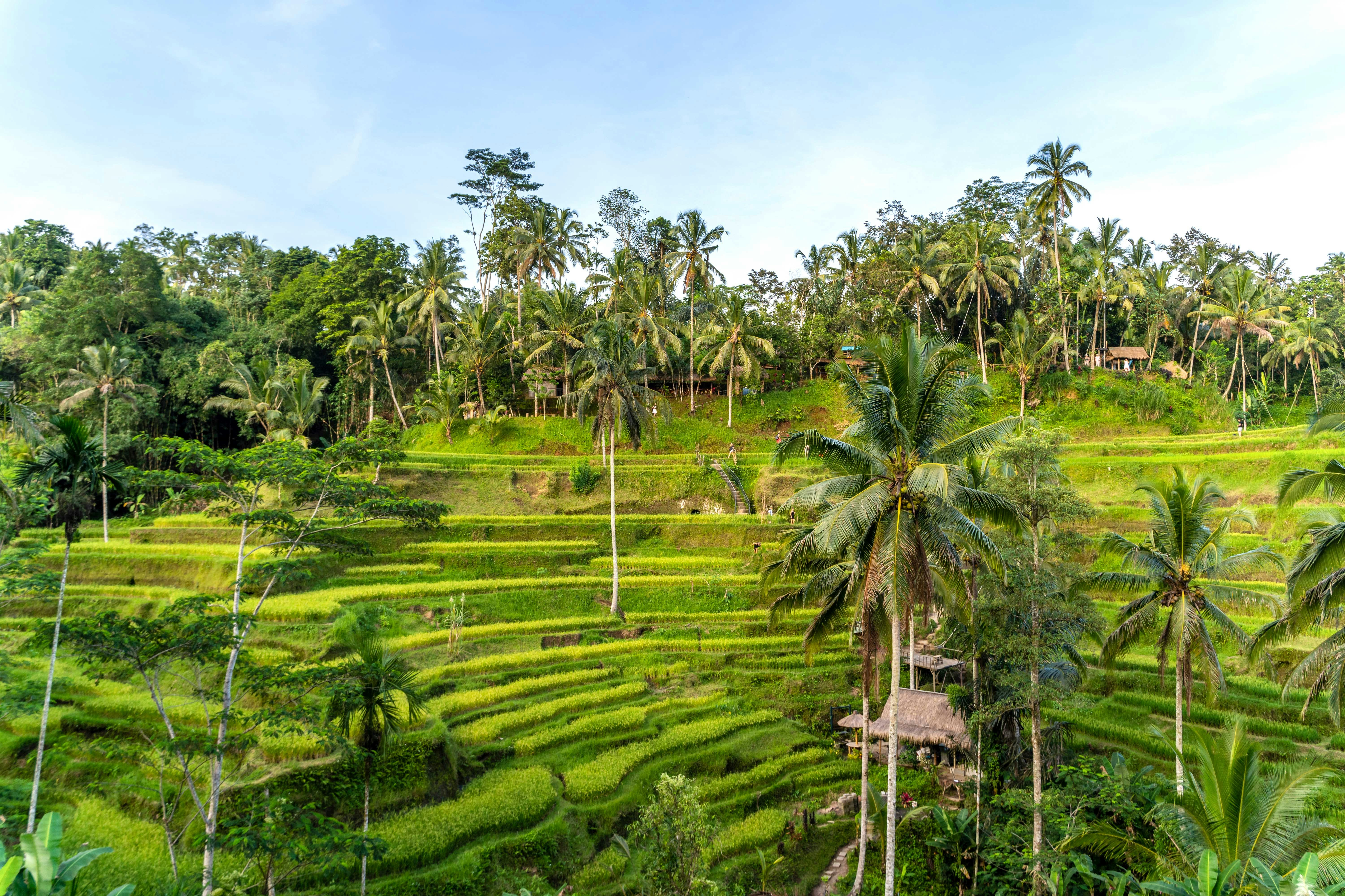 Tegallalang Rice Terraces in Bali with lush green fields and palm trees.