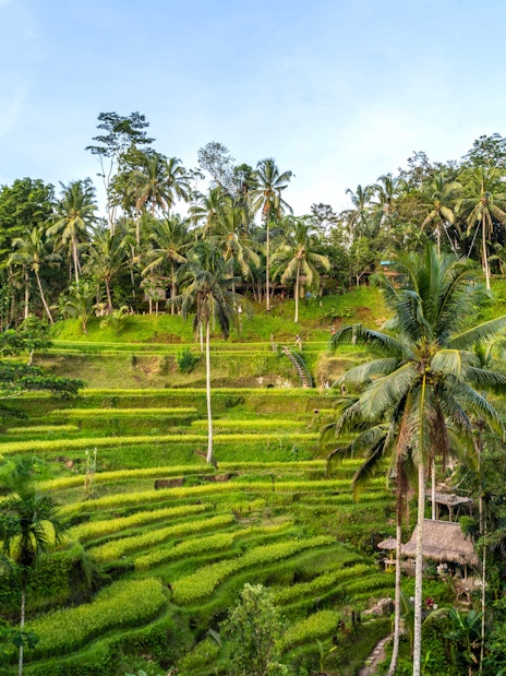 Tegallalang Rice Terraces in Bali with lush green fields and palm trees.