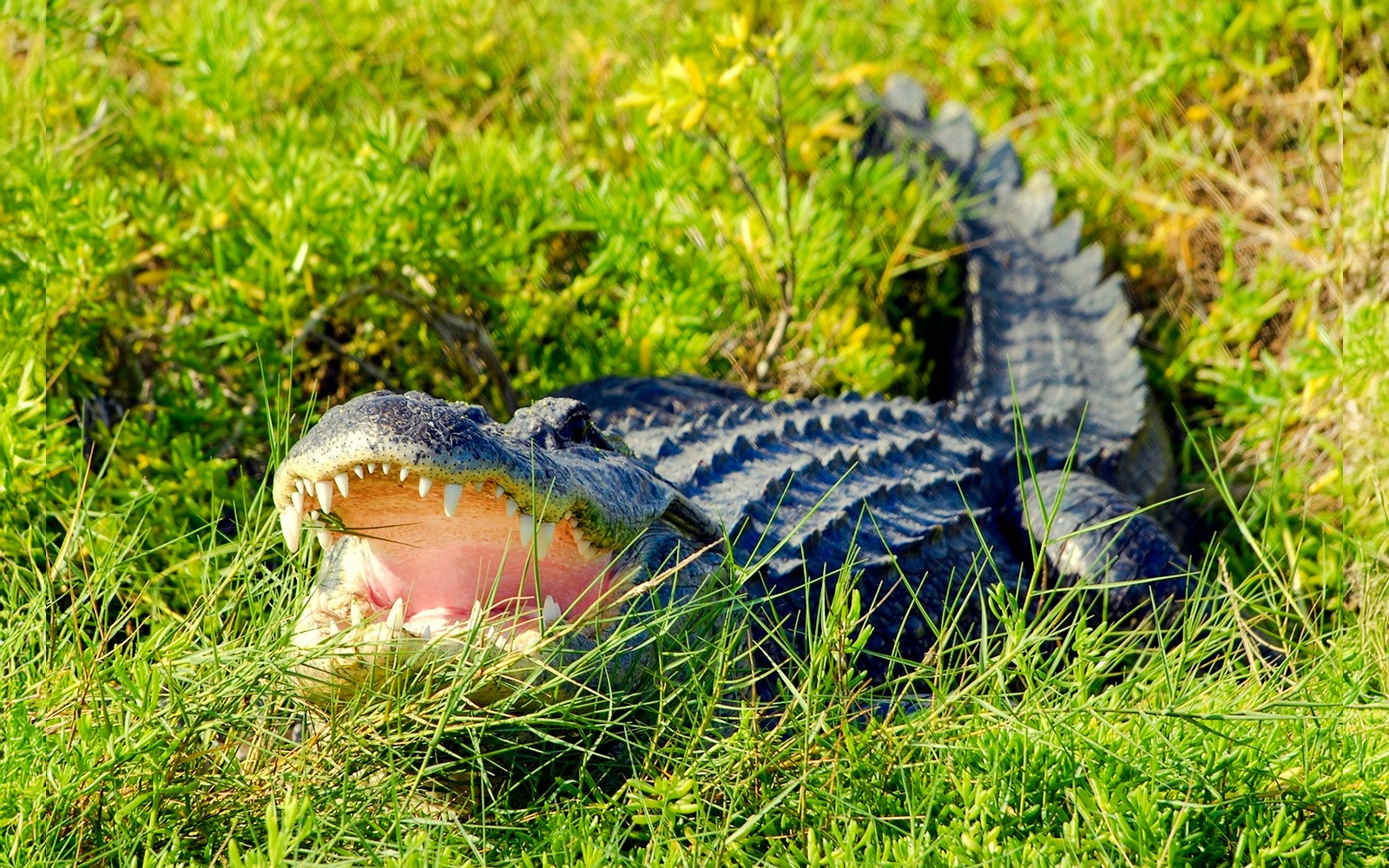 Alligator in grass during Everglades Airboat Tour.
