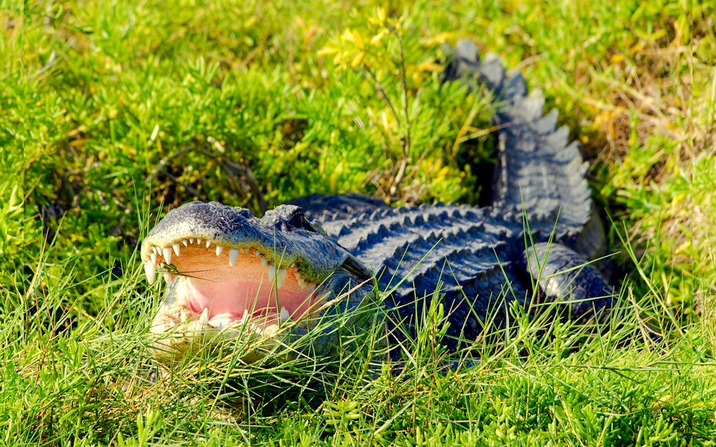 Alligator in grass during Everglades Airboat Tour.