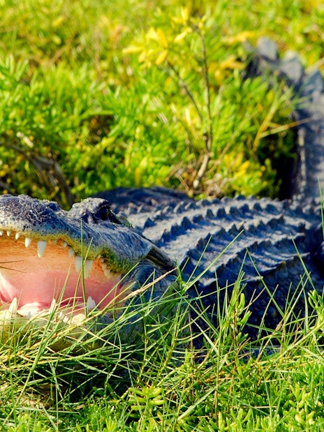 Alligator in grass during Everglades Airboat Tour.
