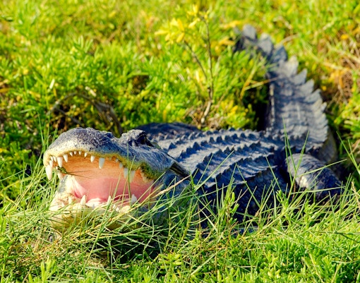 Alligator in grass during Everglades Airboat Tour.
