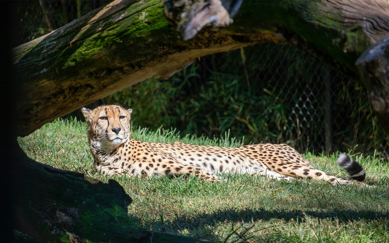 African cheetah lying on grass 