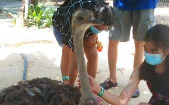 Visitors interacting with an ostrich at PD Ostrich Show Farm, Dubai.