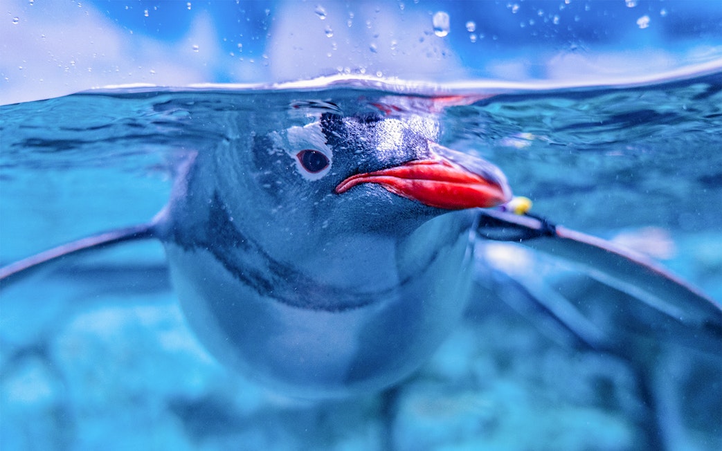 Penguin swimming underwater at Aquaria Phuket.
