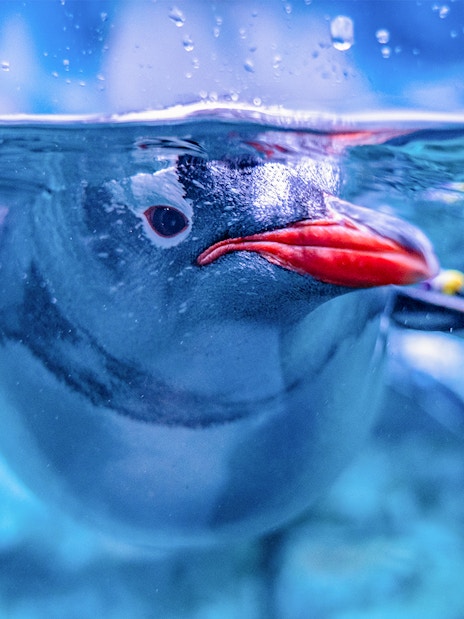 Penguin swimming underwater at Aquaria Phuket.