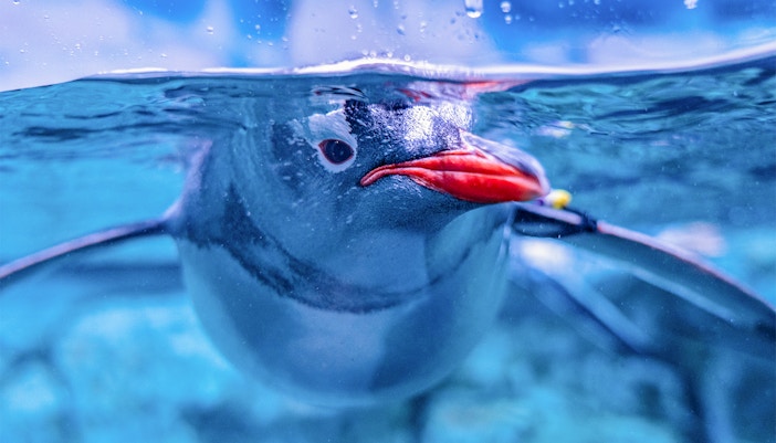 Group of penguins enjoying their habitat at SEA LIFE Bangkok, a popular tourist attraction in Thailand