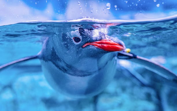Penguin swimming underwater at Aquaria Phuket.