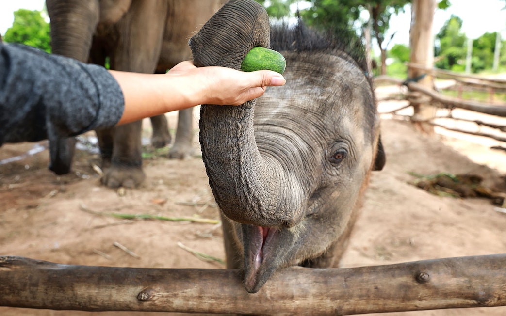Young elephant being fed at Elephant Jungle Sanctuary, Pattaya.