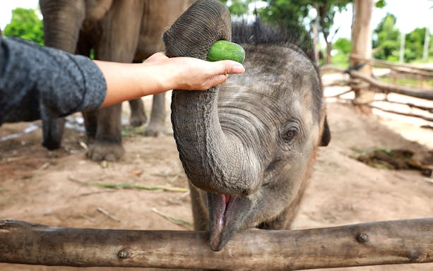 Young elephant being fed at Elephant Jungle Sanctuary, Pattaya.