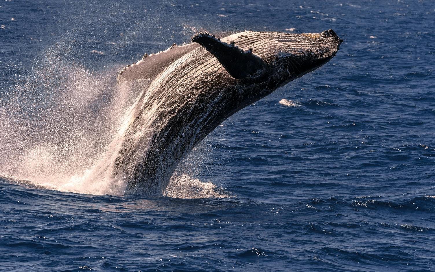 Whale breaching during Cairns to Fitzroy Island guided cruise.