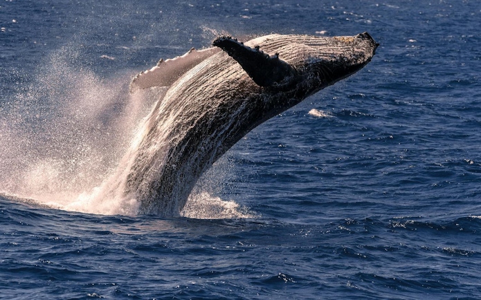 Whale breaching during Cairns to Fitzroy Island guided cruise.