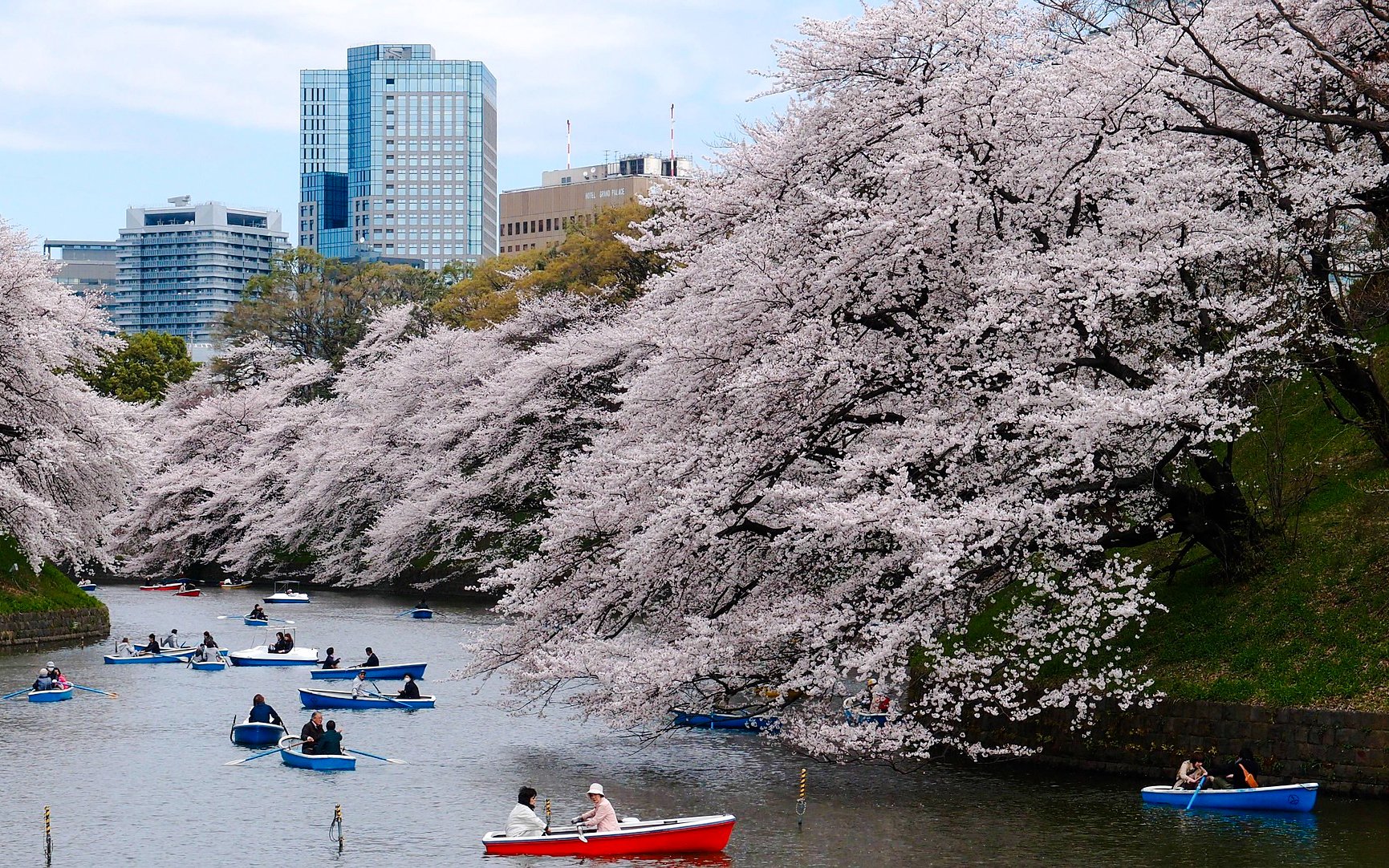 Visitors boating on Chidorigafuchi Moat under cherry blossoms in Tokyo, Japan.