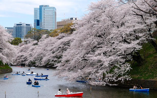 Visitors boating on Chidorigafuchi Moat under cherry blossoms in Tokyo, Japan.