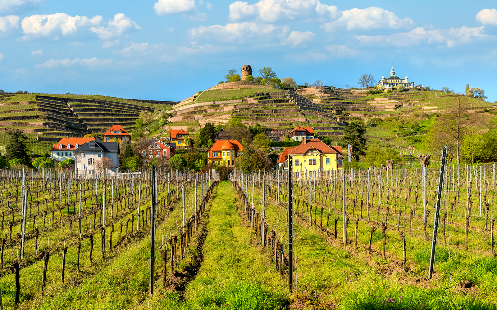 Vingårder langs Elben