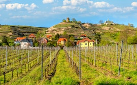 Vingårder langs Elben