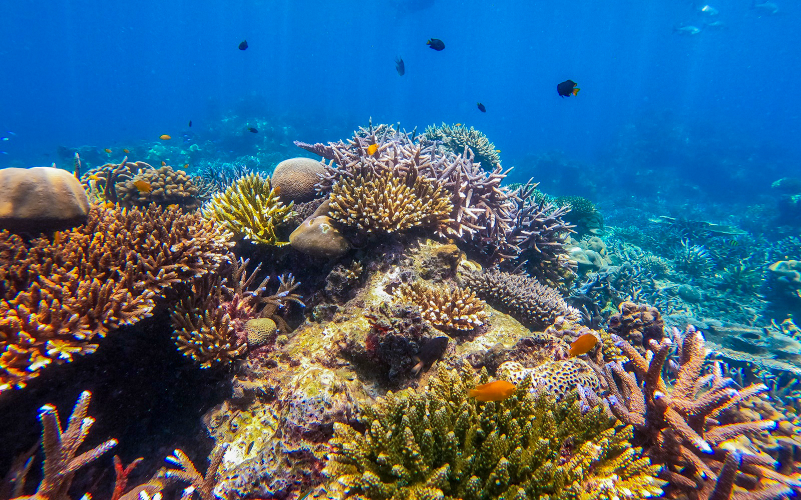 Coral reef with small fish in clear blue waters of Surin Islands.