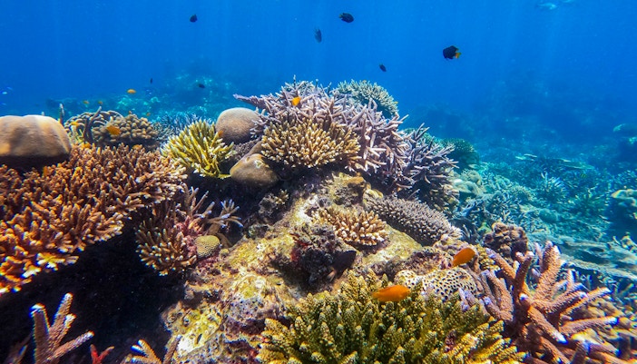 Coral reef with small fish in clear blue waters of Surin Islands.