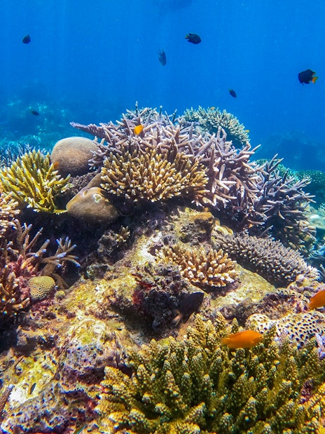 Coral reef with small fish in clear blue waters of Surin Islands.