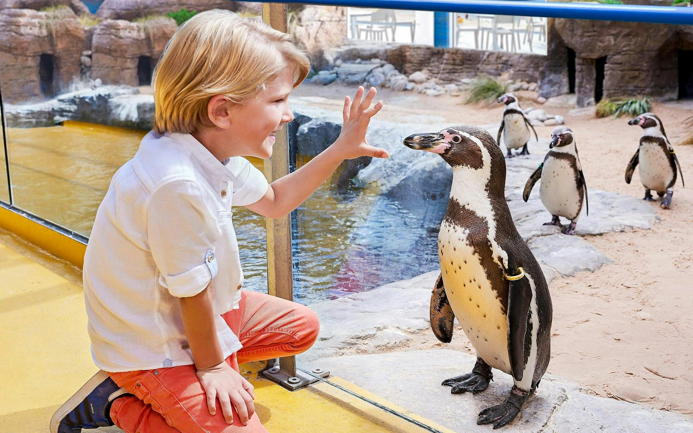 Child interacting with penguins at Bournemouth Oceanarium.