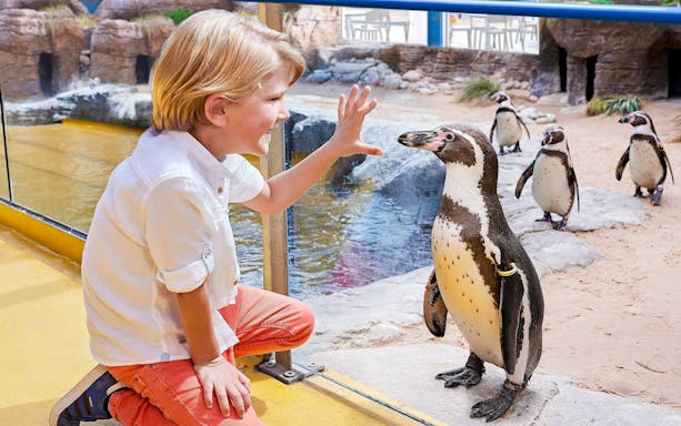Child interacting with penguins at Bournemouth Oceanarium.