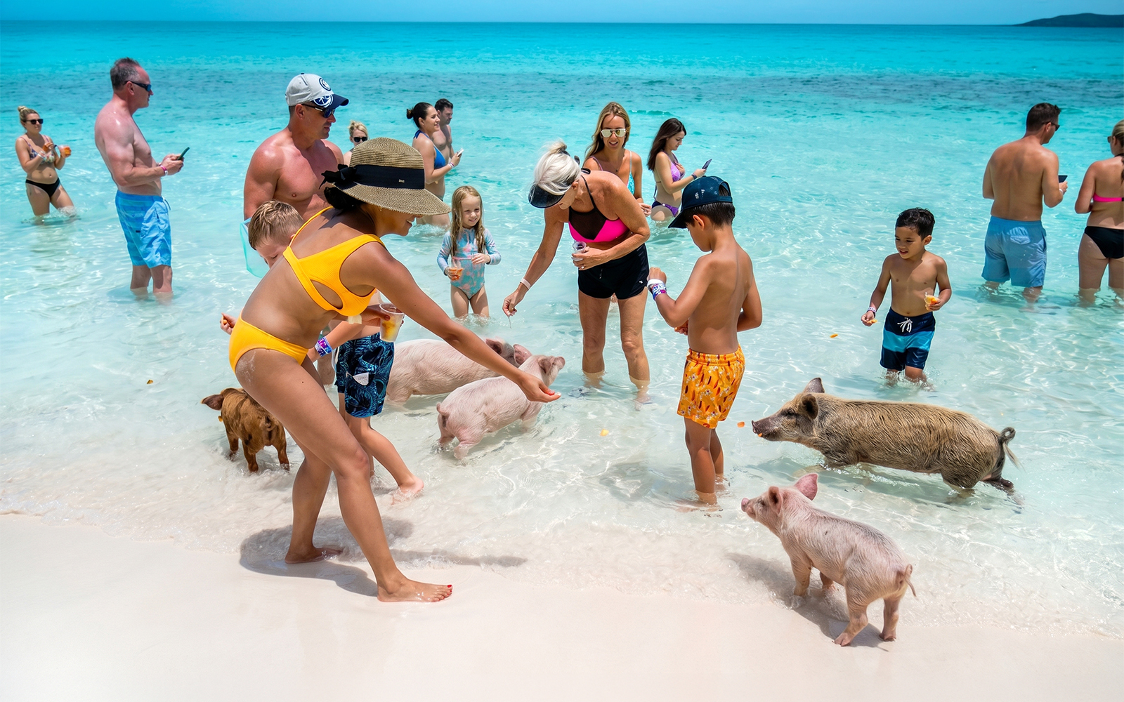 People interacting with swimming pigs on Rose Island beach.