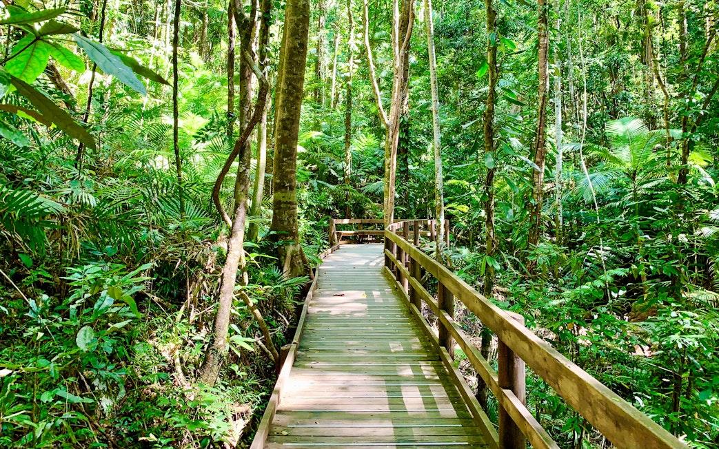Jindalba boardwalk through lush Daintree rainforest, Cape Tribulation, Australia.