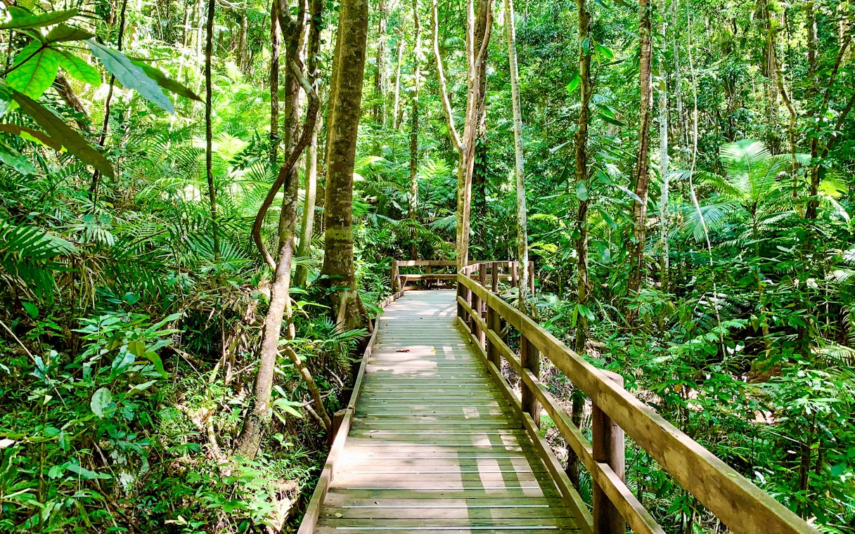 Jindalba boardwalk through lush Daintree rainforest, Cape Tribulation, Australia.