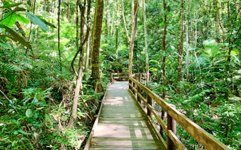 Jindalba boardwalk through lush Daintree rainforest, Cape Tribulation, Australia.