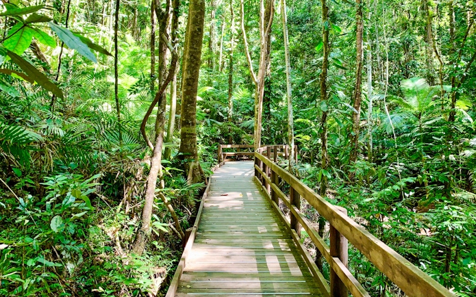 Jindalba boardwalk through lush Daintree rainforest, Cape Tribulation, Australia.