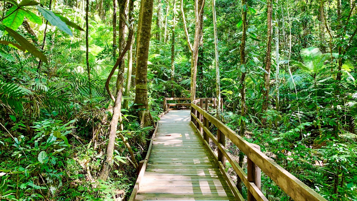Jindalba boardwalk through lush Daintree rainforest, Cape Tribulation, Australia.
