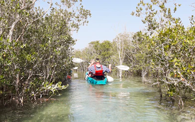 Kayakers navigating through mangroves in Abu Dhabi.