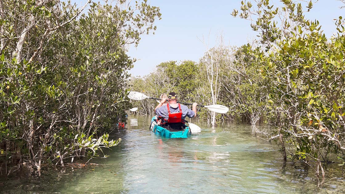 Tickets to Mangrove Kayaking in Abu Dhabi Tickets in Abu Dhabi | Staybook